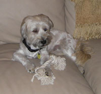 Bailey
