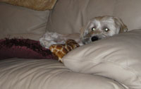 Bailey