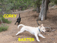 Corky