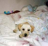 Darjo