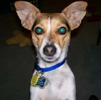 Dodger