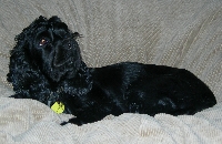 Major