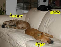Romey