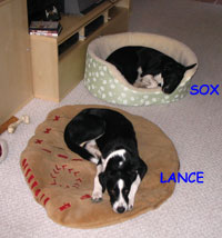 Sox