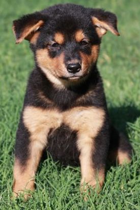 Anna Puppy