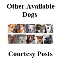 https://www.adoptapet.com/adoption_rescue/19766-valley-dogs-gilbert-arizona